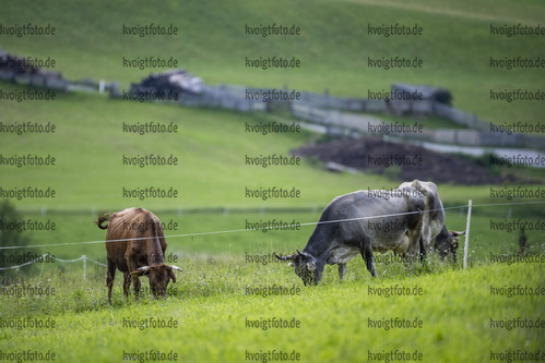 Obertilliach, Oesterreich, 16.08.22: Feature / Landschaft / Kuehe / Cows  waehrend des Training am 16. August 2022 in Obertilliach. (Foto von Kevin Voigt / VOIGT)

Obertilliach, Austria, 16.08.22: Feature / Landschaft / Kuehe / Cows  during the training at the August 16, 2022 in Obertilliach. (Photo by Kevin Voigt / VOIGT)